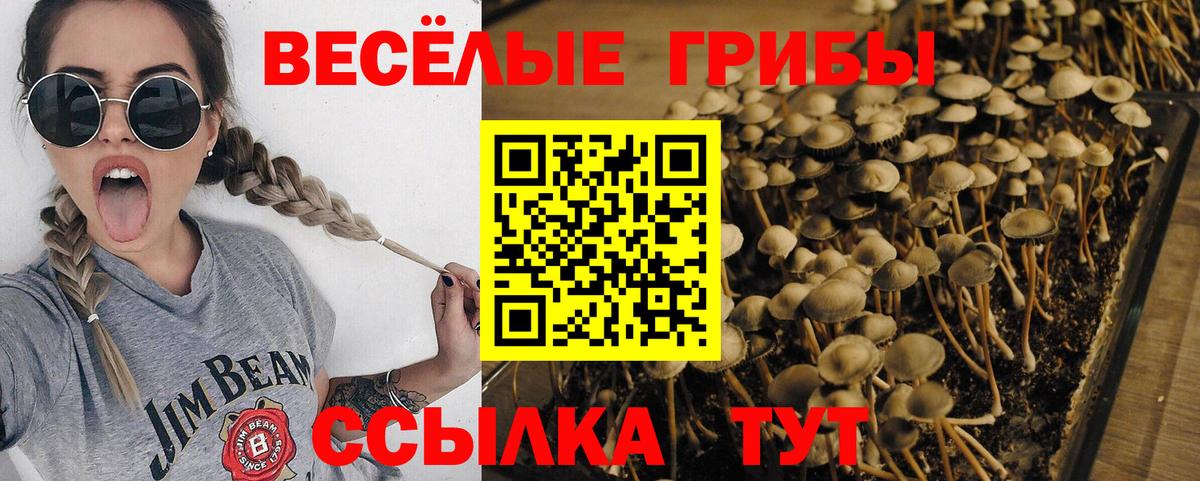 как найти закладки  Вход с VPN  Сосновый Бор  Галлюциногенные грибы прущие грибы 