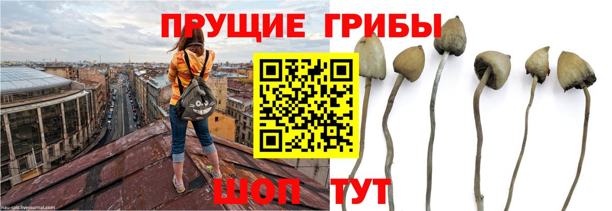 Псилоцибиновые грибы MAGIC MUSHROOMS Сосновый Бор
